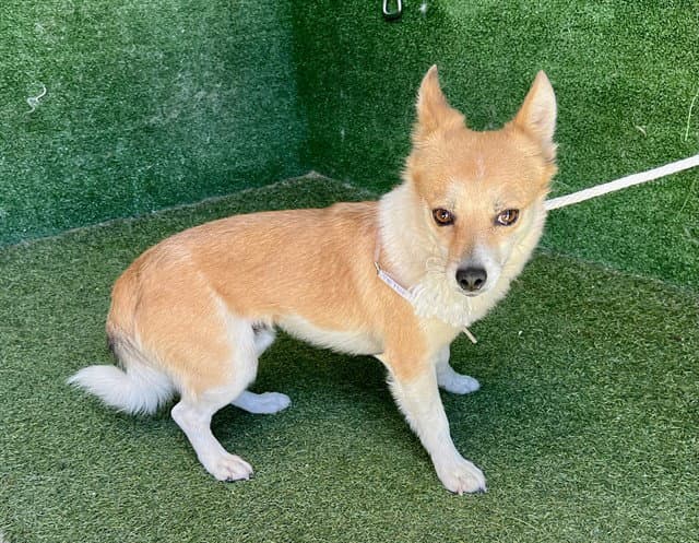 Unknown - Chihuahua