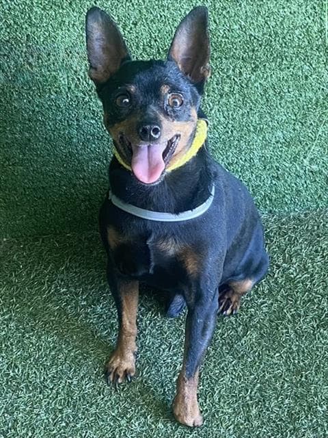 Hunter - Miniature Pinscher