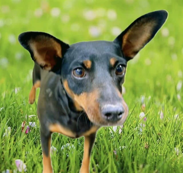 Stella - Miniature Pinscher