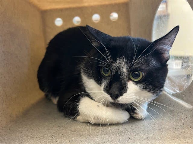 Bailey - Domestic Short Hair