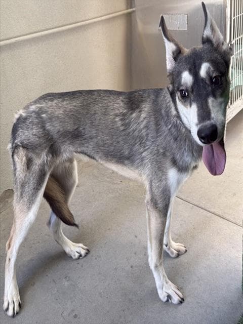 Duke - Siberian Husky