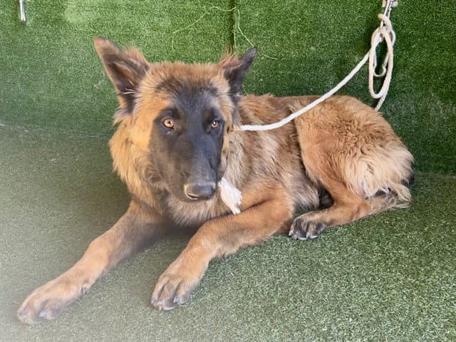Roger - Belgian Shepherd Malinois