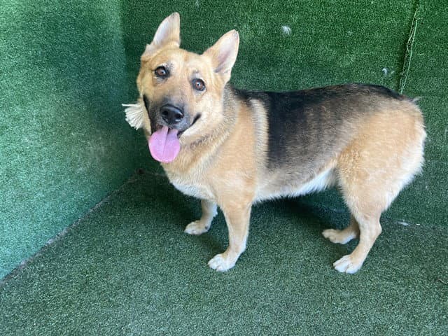 Victoria - German Shepherd Dog