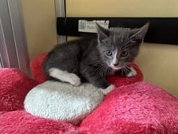 Tino image 1
