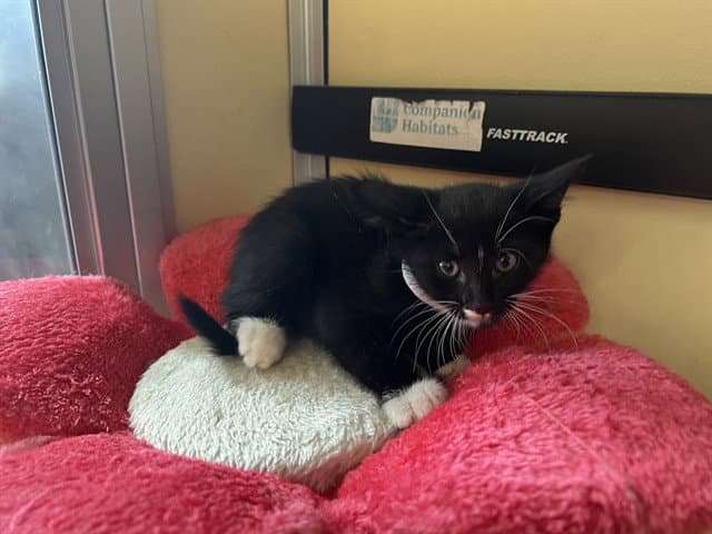 Tina - Domestic Short Hair