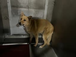 Chloe image 1