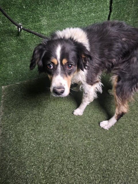 Layla - Australian Shepherd