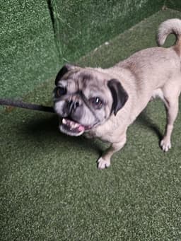Gizmo image 1