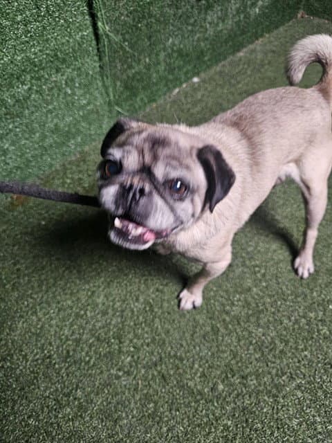 Gizmo - Pug