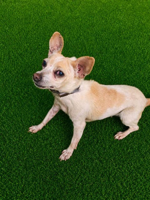 Leila - Chihuahua