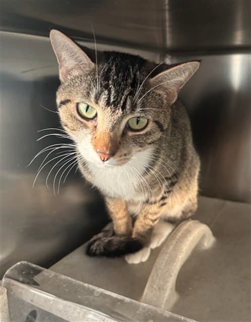 Meowna Lisa - Domestic Short Hair