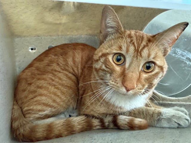 Vlado - Domestic Short Hair