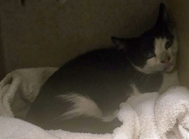 Genghis - Domestic Short Hair