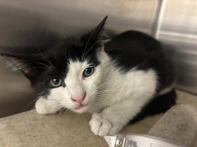 Genghis - Domestic Short Hair