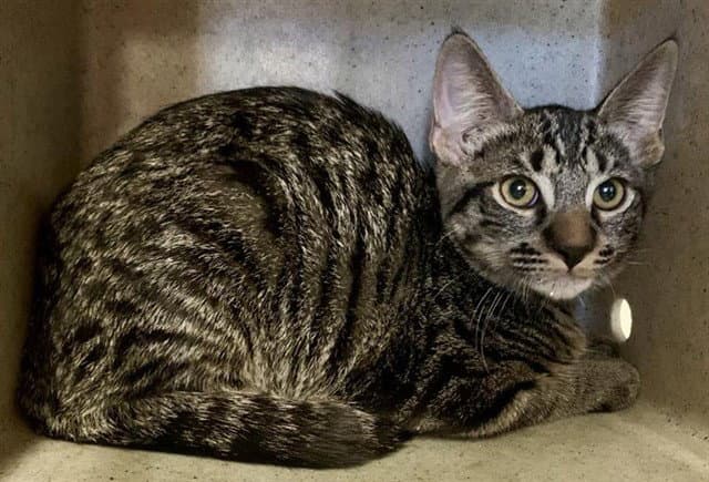 Bean - Domestic Short Hair