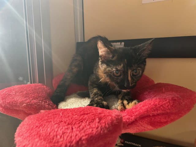 Pawleen - Domestic Short Hair