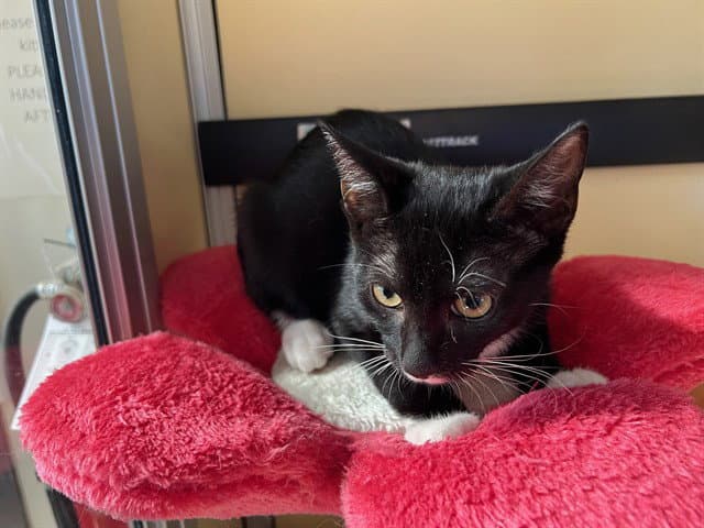 Kelvin - Domestic Short Hair