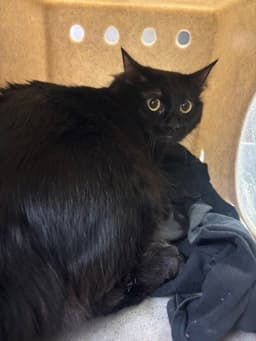 Meowlyssa image 1