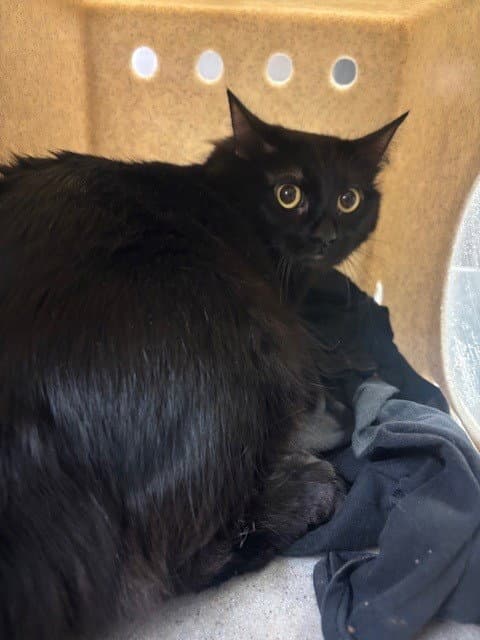 Meowlyssa - Domestic Short Hair