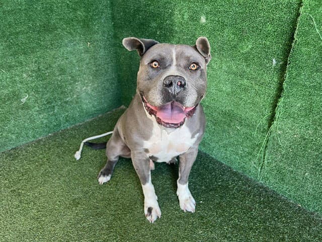 Blue Boy - Pit Bull Terrier