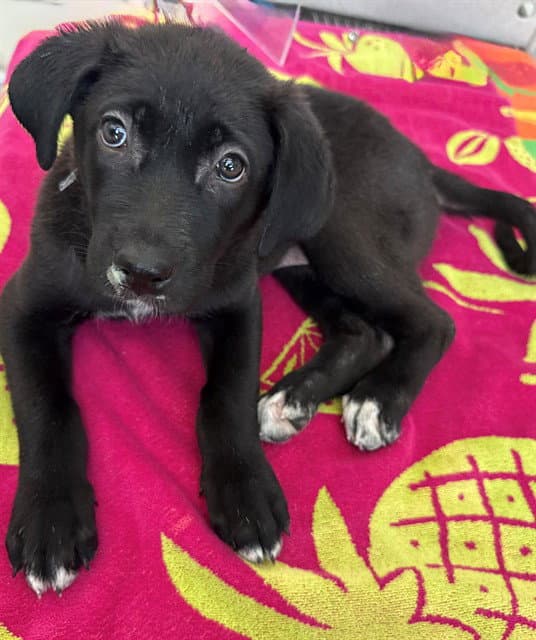 Cookie - Labrador Retriever