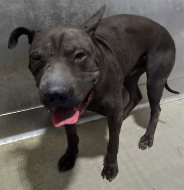 Francis - Pit Bull Terrier