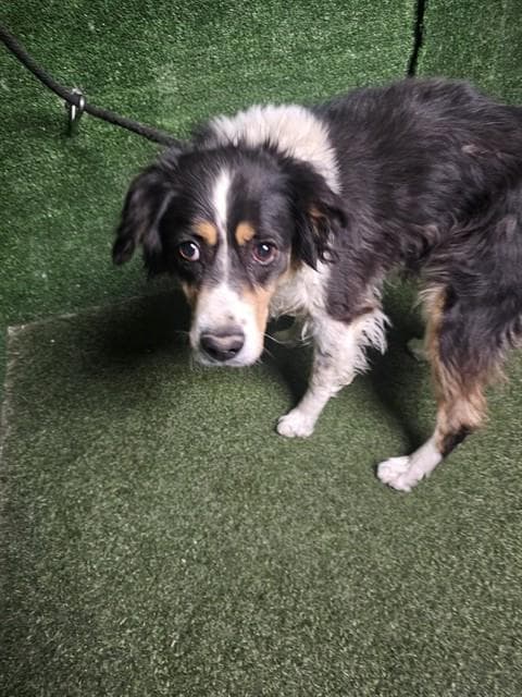 Layla - Australian Shepherd