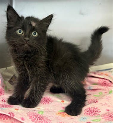 Valerie - Domestic Medium Hair