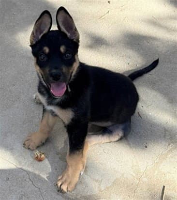 Roxy - German Shepherd Dog
