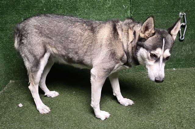 Unknown - Siberian Husky