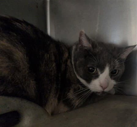 Callie - Domestic Short Hair