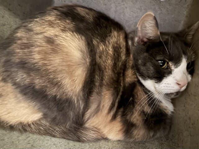 Callie - Domestic Short Hair