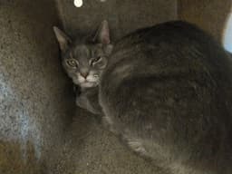 Gracie image 1