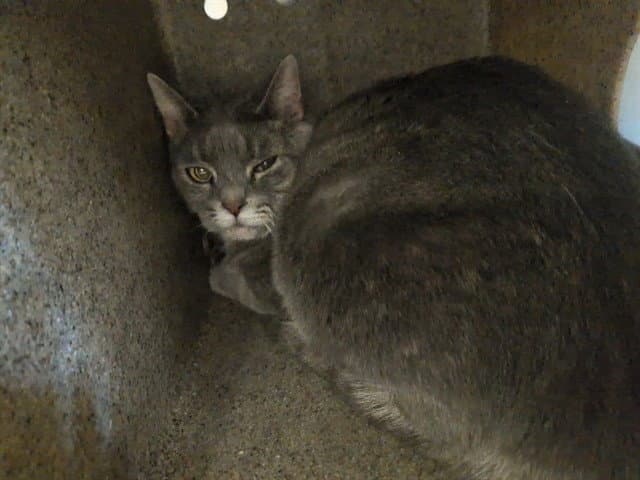 Gracie - Domestic Short Hair