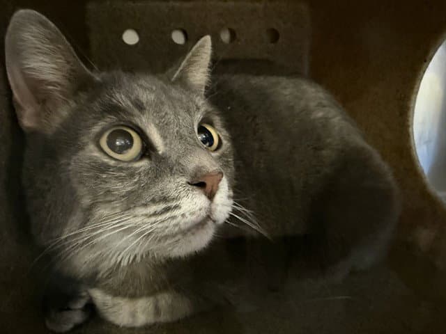 Gracie - Domestic Short Hair
