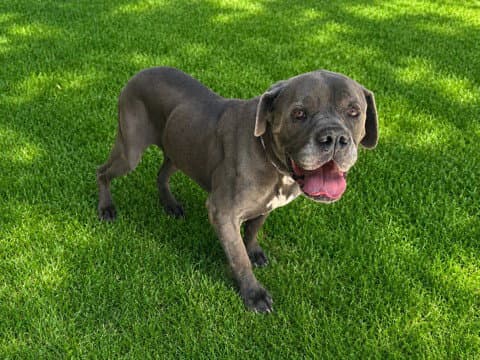 Blue - Mastiff