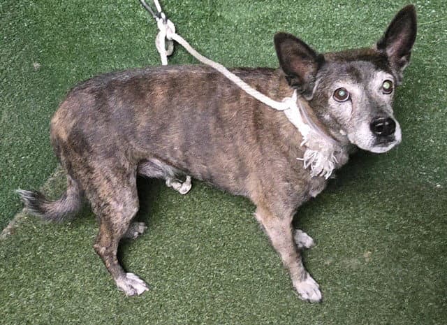 Bentley - Terrier