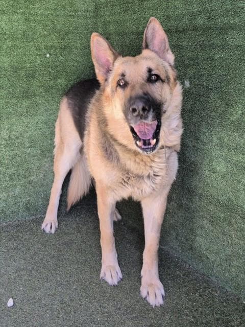Ian - German Shepherd Dog