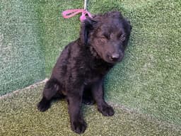 Sophie image 1