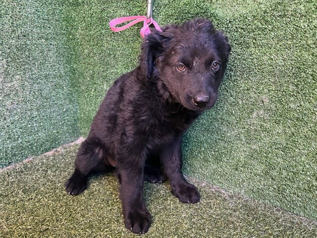 Sophie - German Shepherd Dog
