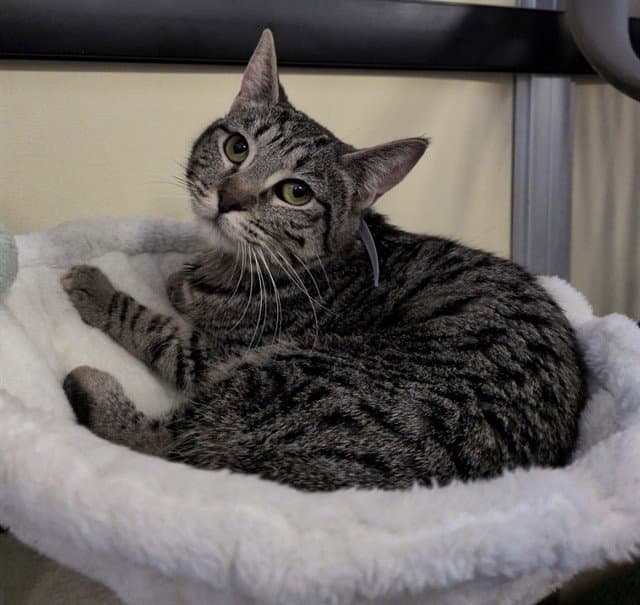 Erzar - Domestic Short Hair