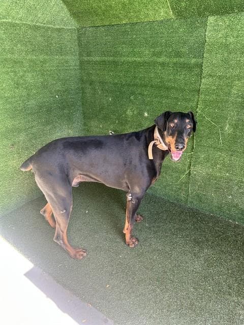 Diesel - Doberman Pinscher