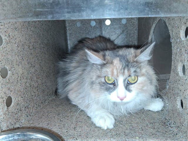 Abasi - Domestic Long Hair