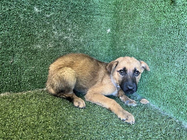Vesta - German Shepherd Dog