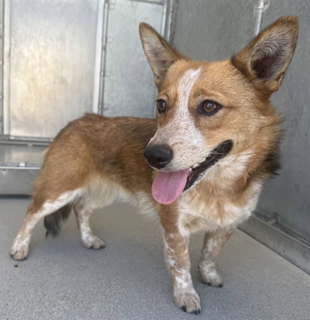 Calliope - Australian Cattle Dog/Blue Heeler