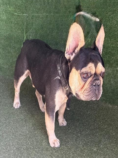 Spunky - French Bulldog