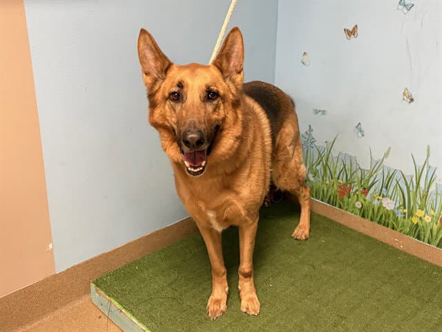 Santos - German Shepherd Dog