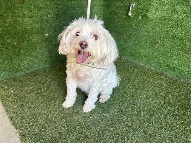 Mochie - Maltese