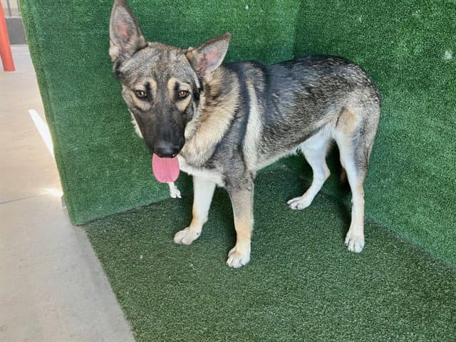Unknown - German Shepherd Dog