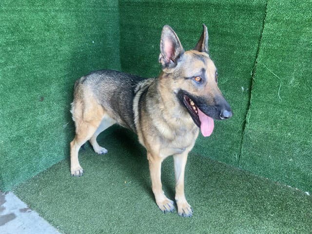 Stormie - German Shepherd Dog